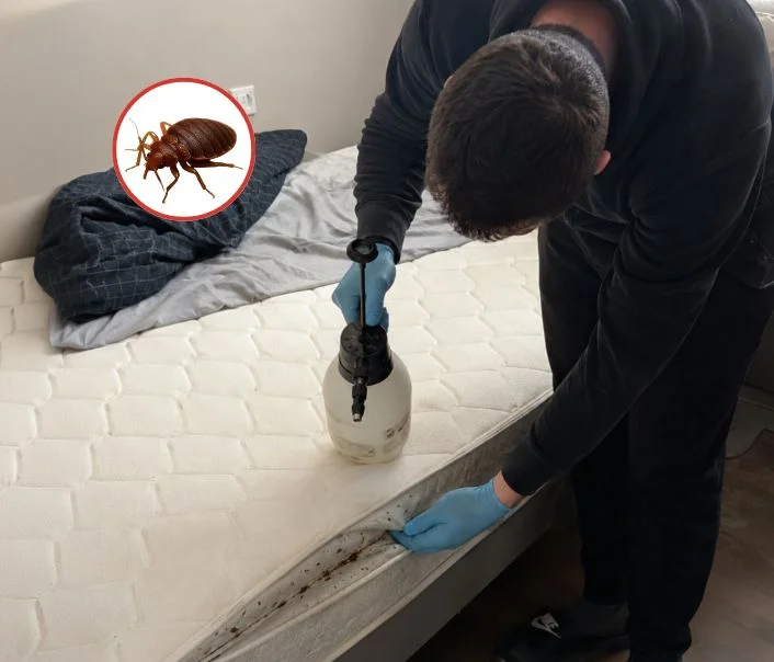 Technicien traitant un matelas contre les punaises de lit à Chevry-Cossigny